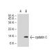 cystatin C Antibody (T12) - Western Blotting - Image 37320 