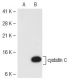 cystatin C Antibody (T12) - Western Blotting - Image 40449