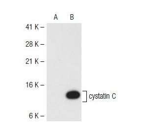 cystatin C Antibody (T12) - Western Blotting - Image 40449