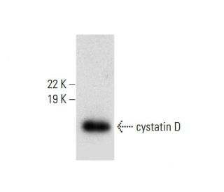 cystatin D Antibody (F-3) - Western Blotting - Image 305775