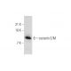 cystatin E/M Antibody (E/M29) - Western Blotting - Image 323555