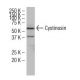 Cystinosin Antibody (F-12) - Western Blotting - Image 34073