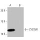 CYSTM1 Antibody (1-RE17) - Western Blotting - Image 64877
