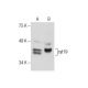 cyt19 Antibody (F-9) - Western Blotting - Image 284501 