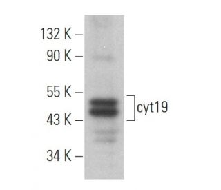 cyt19 Antibody (G-5) - Western Blotting - Image 364357 