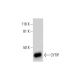 CYTIP Antibody (E-12) - Western Blotting - Image 289545