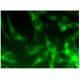 CYTIP Antibody (H-6) - Immunofluorescence - Image 295422