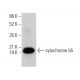 cytochrome b5 Antibody (36) - Western Blotting - Image 382330