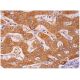 immunohistochemistry image from recommended cytochrome b5 (36) monoclonal antibody replacement. Image 293661
