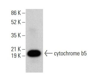cytochrome b5 Antibody (36) - Western Blotting - Image 382330The Double Nickase Plasmid features a U6 promoter for sgRNA expression, a 20 nt targeting sequence, and a gRNA scaffold to guide Cas9n. It includes a CBh promoter for Cas9n (D10A) and puromycin resistance, GFP for transfection verification, and nuclear localization signals (NLS). The 2A peptide allows co-expression of Cas9n and Puro from a single promoter, enabling precise genome editing with reduced off-target effects.
