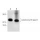 cytochrome b5 type B Antibody (C-4) - Western Blotting - Image 289934