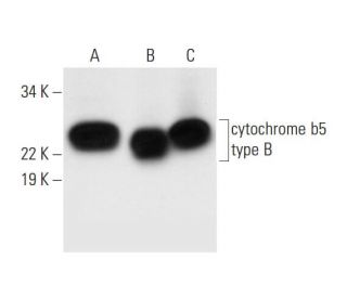 cytochrome b5 type B Antibody (F-5) - Western Blotting - Image 290971 