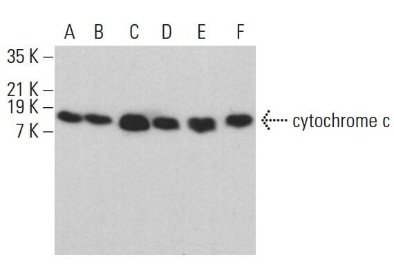 CY6点 cytochrome c Antibody (6H2) | SCBT - Santa Cruz Biotechnology