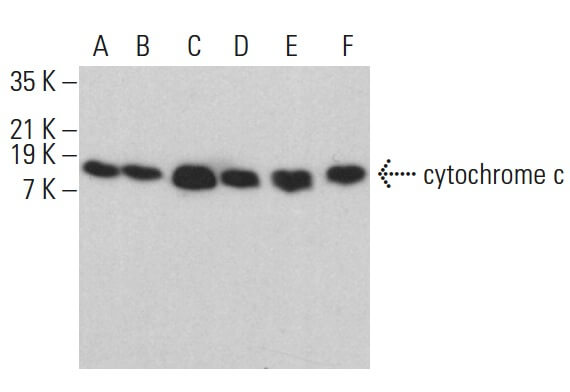 cytochrome c Antibody (6H2) | SCBT - Santa Cruz Biotechnology