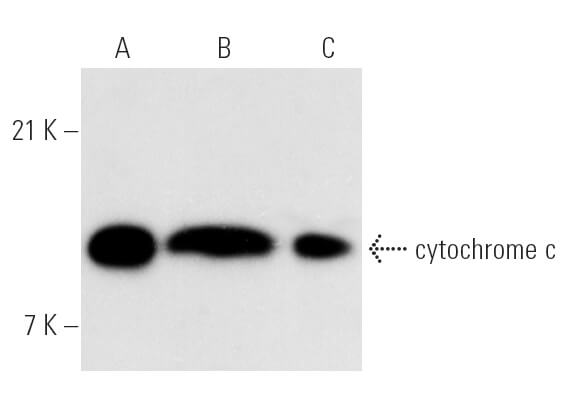 Anti-cytochrome c Antibody (7H8) | SCBT - Santa Cruz Biotechnology