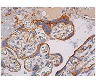 cytochrome c Antibody (A-8) | SCBT - Santa Cruz Biotechnology