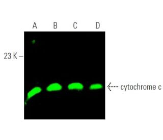 洋楽 CYTOTOXIN Cytokeratin 20 Antibody (E-9) | SCBT - Santa Cruz Biotechnology