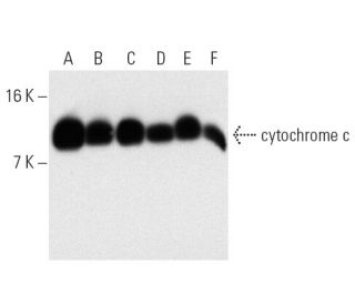 western blotting image from recommended cytochrome c (A-8) monoclonal antibody replacement. Image 7192