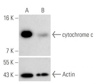 cytochrome c siRNA (h): sc-29292. Western blot analysis of cytochrome c expression in non-transfected control (A) and cyto 