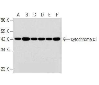 cytochrome c1 Antibody (D-10) - Western Blotting - Image 319263 