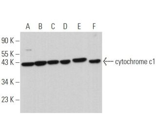 cytochrome c1 Antibody (D-10) - Western Blotting - Image 366167