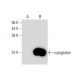 cytoglobin Antibody (G-2) - Western Blotting - Image 138573
