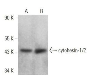 cytohesin-1/2 Antibody (D-11) - Western Blotting - Image 358977 