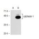 cytohesin-1 Antibody (CYT1-82) - Western Blotting - Image 36762