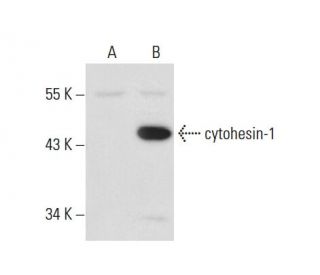 cytohesin-1 Antibody (CYT1-82) - Western Blotting - Image 70647 