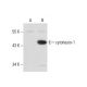 cytohesin-1 Antibody (CYT1-82) - Western Blotting - Image 70647 