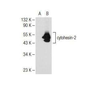 cytohesin-2 Antibody (CYT2-21) - Western Blotting - Image 109403