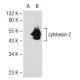 cytohesin-2 Antibody (CYT2-21) - Western Blotting - Image 109403