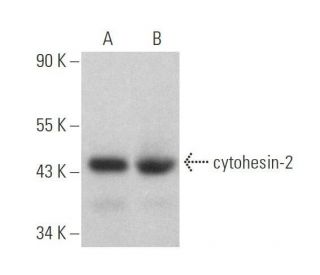 cytohesin-2 Antibody (H-7) - Western Blotting - Image 358969 
