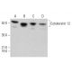 western blotting image from recommended Cytokeratin 12 (E-8) monoclonal antibody replacement. Image 380344