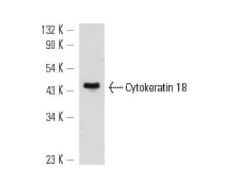 Cytokeratin 18 Antibody (C-04) - Western Blotting - Image 12561 