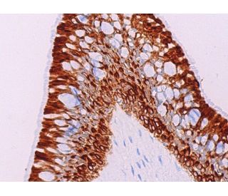 健康・医学 Receptor Based Solutions Cytokeratin 19抗体(A-3) | SCBT - Santa Cruz Biotechnology