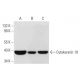 western blotting image from recommended Cytokeratin 19 (A-3) monoclonal antibody replacement. Image 294563