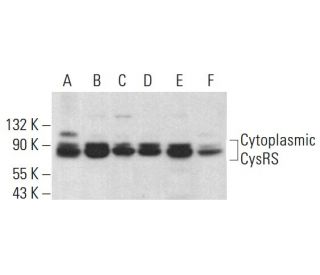Cytoplasmic CysRS Antibody (A-3) - Western Blotting - Image 383101 