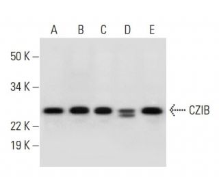 CZIB Antibody (C-3) - Western Blotting - Image 290074 