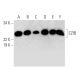 CZIB Antibody (H-5) - Western Blotting - Image 290879 