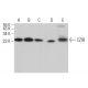 CZIB Antibody (H-5) - Western Blotting - Image 371050