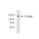D-Dimer Antibody (DD3) - Western Blotting - Image 64646