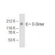 D-Dimer Antibody (DD5) - Western Blotting - Image 64648