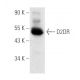 western blotting image from recommended D2DR/Dopamine D2 Receptor (B-10) monoclonal antibody replacement. Image 4435