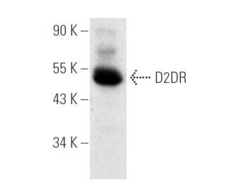 western blotting image from recommended D2DR/Dopamine D2 Receptor (B-10) monoclonal antibody replacement. Image 4435