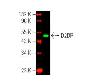 D2DR/Dopamine D2 Receptor Antibody (B-10) - Western Blotting - Image 391012The Double Nickase Plasmid features a U6 promoter for sgRNA expression, a 20 nt targeting sequence, and a gRNA scaffold to guide Cas9n. It includes a CBh promoter for Cas9n (D10A) and puromycin resistance, GFP for transfection verification, and nuclear localization signals (NLS). The 2A peptide allows co-expression of Cas9n and Puro from a single promoter, enabling precise genome editing with reduced off-target effects. 