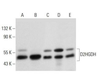 D2HGDH Antibody (E-6) - Western Blotting - Image 317969 