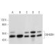 D2HGDH Antibody (E-6) - Western Blotting - Image 317969 