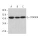 D2HGDH Antibody (E-6) - Western Blotting - Image 369932