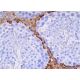 D3DR Antibody (9F4) - Western Blotting - Image 384572 